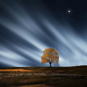 大战尼姑美国版
