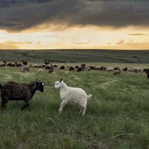 大战尼姑美国版
